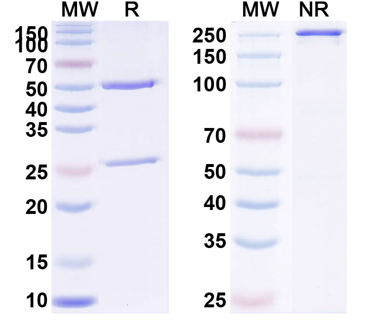 SDS-PAGE for Varisacumab Biosimilar - Anti-VEGFA mAb - Research Grade