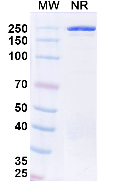 SDS-PAGE for Research Grade Veligrotug