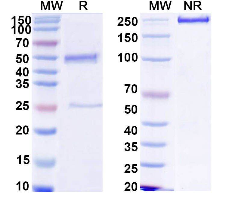SDS-PAGE for Vemzatatug Biosimilar - Research Grade