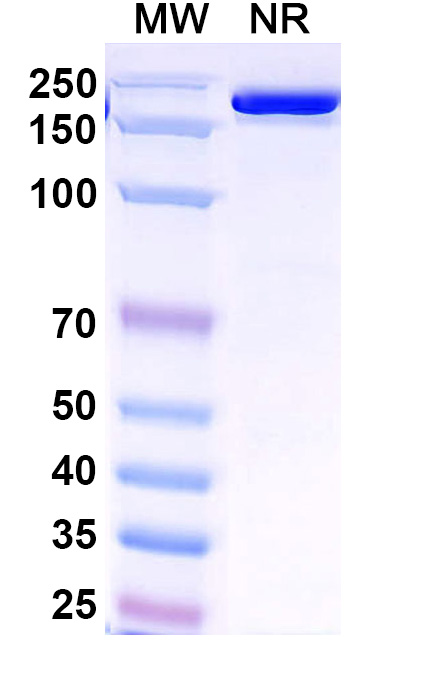 SDS-PAGE for Research Grade Venanprubart