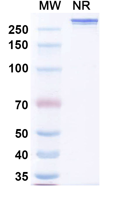SDS-PAGE for Research Grade Vensobafusp Alfa