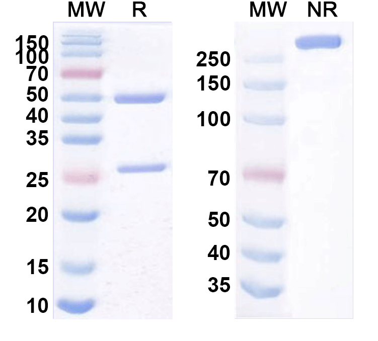 SDS-PAGE for Research Grade Verekitug