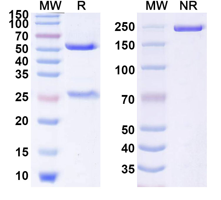 SDS-PAGE for Vesencumab Biosimilar - Anti-CD304;NRP1 mAb - Research Grade