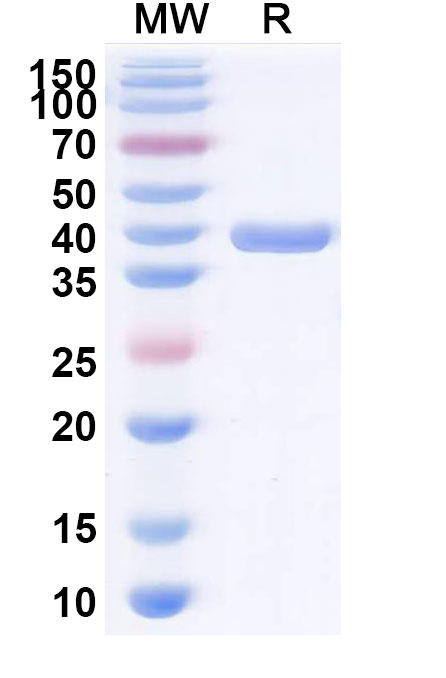 SDS-PAGE for VHH-hFc (IgG4-S228P) Isotype Control antibody (cAb-Lys2)