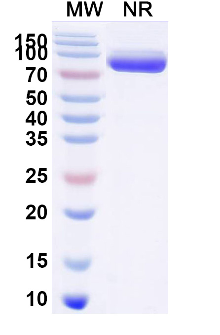 SDS-PAGE for VHH mIgG2a Fc Isotype Control Antibody (HyHEL-10)