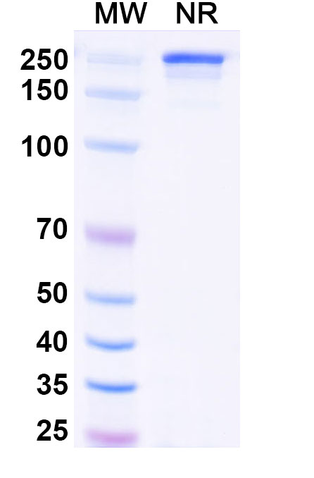 SDS-PAGE for Research Grade Vipalanebart