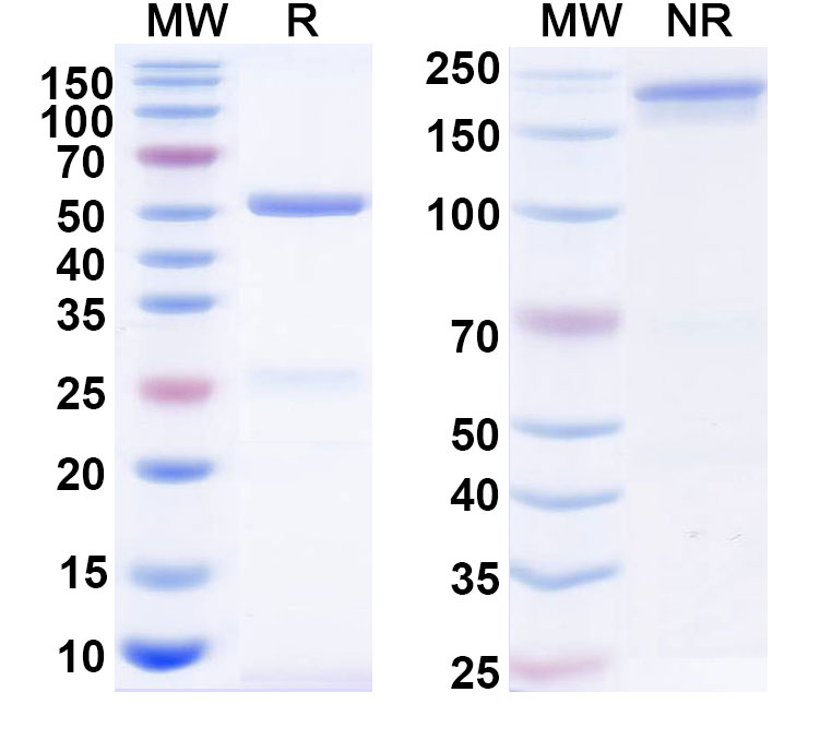 SDS-PAGE for Anti-HBV HBsAg Antibody (VIR-3434) Biosimilar - Anti-HBsAg mAb - Research Grade