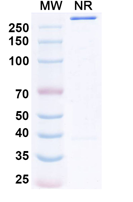 SDS-PAGE for Vislarafusp Alfa Biosimilar - Research Grade