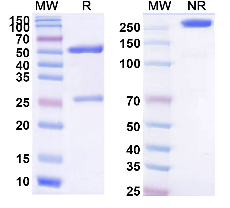SDS-PAGE for Visugromab Biosimilar - Anti-GDF15 mAb - Research Grade