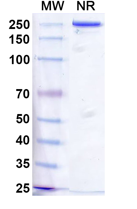 SDS-PAGE for Vixticibart Biosimilar - Research Grade