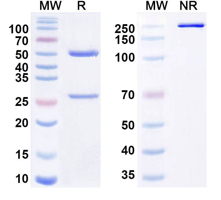 SDS-PAGE for Volagidemab Biosimilar - Anti-GCGR mAb - Research Grade