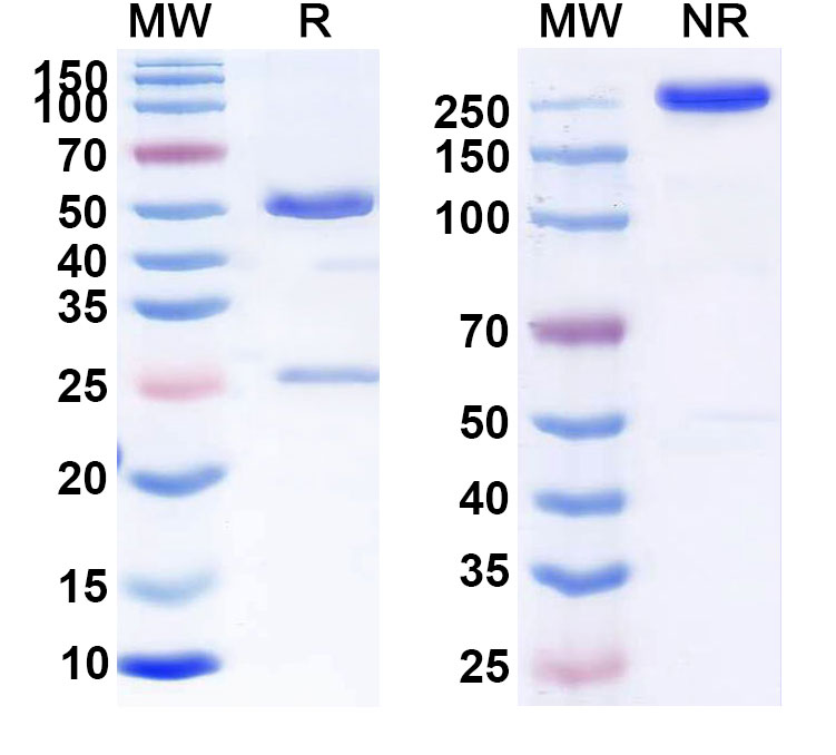 SDS-PAGE for Volociximab Biosimilar - Anti-CD49e;ITGA5 mAb - Research Grade