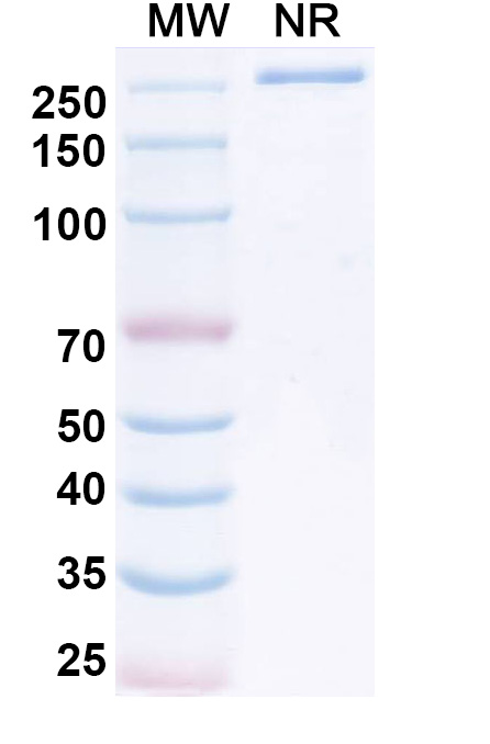 SDS-PAGE for Research Grade Vonsetamig