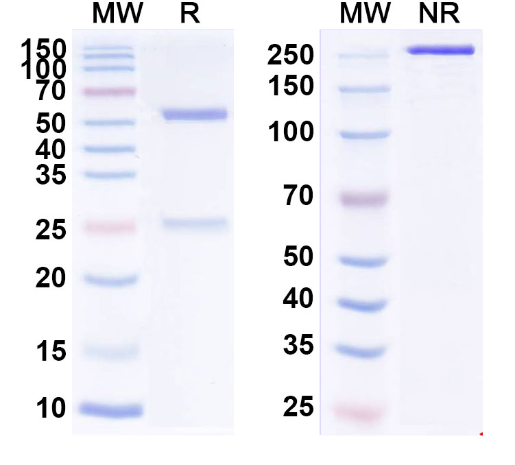 SDS-PAGE for Vorsetuzumab Biosimilar - Anti-CD70; TNFSF7 mAb - Research Grade