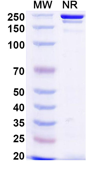 SDS-PAGE for Votumumab Biosimilar - Anti-Tumor Antigen CTAA16.88 mAb - Research Grade