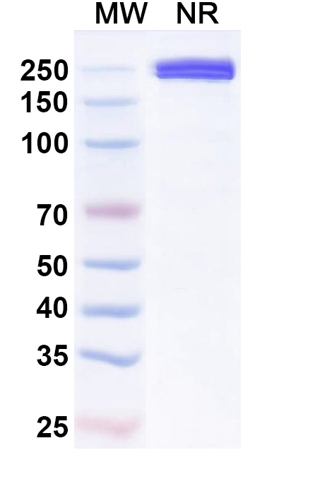 SDS-PAGE for Xaluritamig Biosimilar - Anti-STEAP family member 1 and CD3e mAb - Research Grade