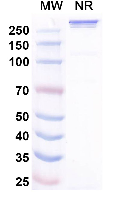 SDS-PAGE for Research Grade Xirestomig