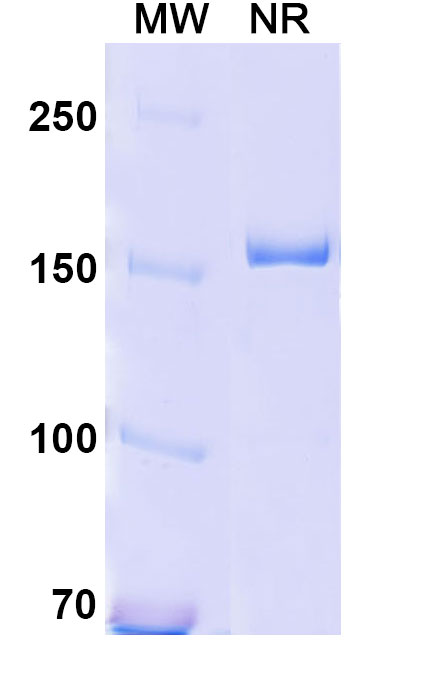 SDS-PAGE for Research Grade Anti-Human CD18/ITGB2 (YFC51.1)