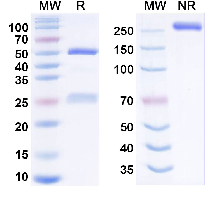 SDS-PAGE for Zadoprubart Biosimilar - Research Grade