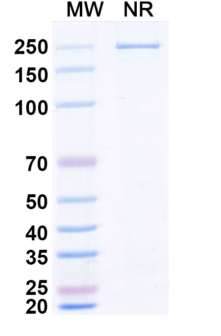 SDS-PAGE for Zaltenibart Biosimilar - Research Grade