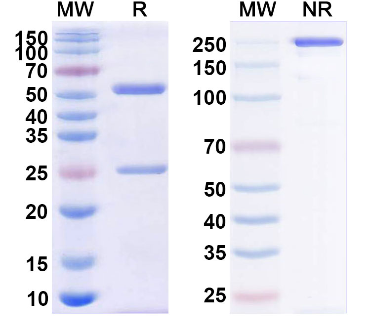 SDS-PAGE for Zalutumumab Biosimilar - Anti-EGFR mAb - Research Grade