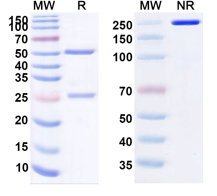 SDS-PAGE for Zansecimab Biosimilar - Anti-ANGPT2 mAb - Research Grade