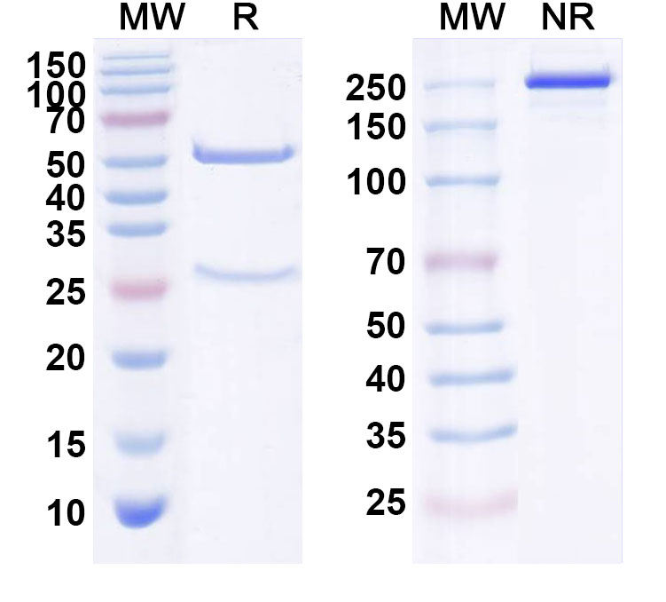 SDS-PAGE for Zatuximab Biosimilar - Anti-HER1 mAb - Research Grade