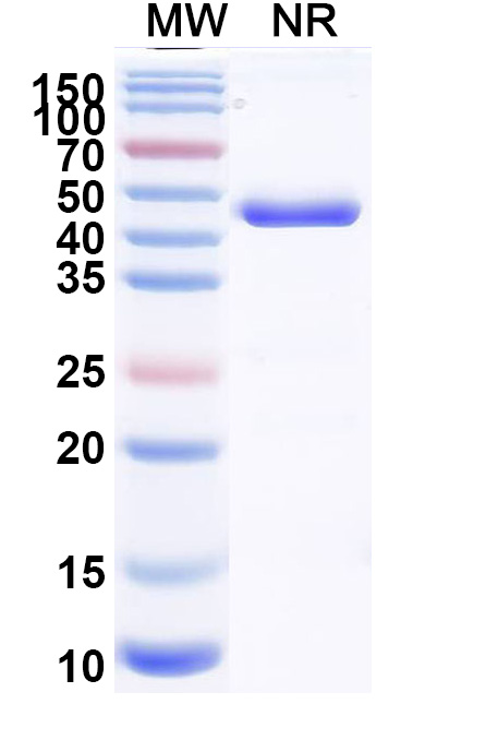 SDS-PAGE for Research Grade Zeleciment