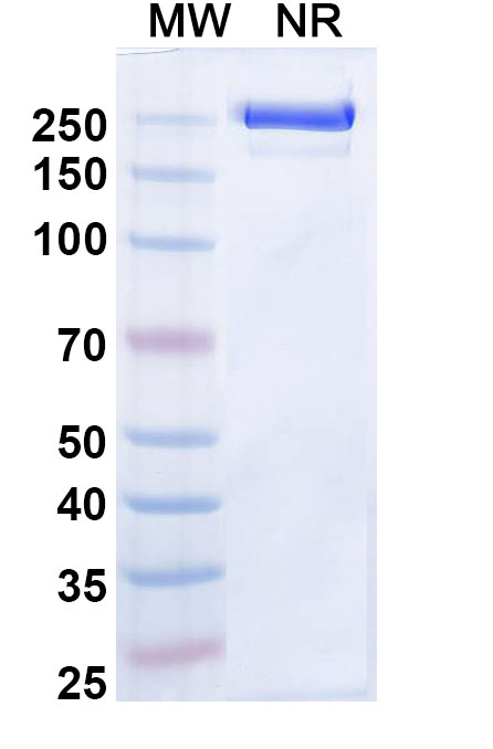 SDS-PAGE for Zeluvalimab Biosimilar - Anti-PDCD1 mAb - Research Grade