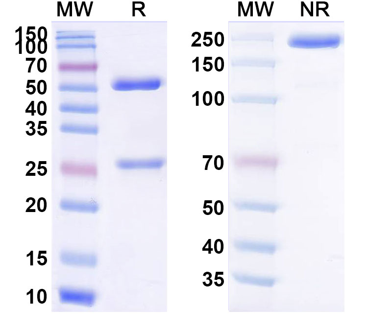 SDS-PAGE for Zimberelimab Biosimilar - Anti-PDCD1 mAb - Research Grade