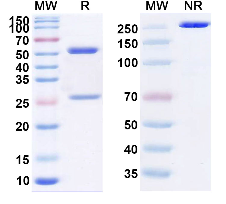 SDS-PAGE for Zuberitamab Biosimilar - Anti-MS4A1 mAb - Research Grade