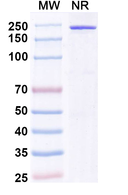 SDS-PAGE for Zubotamig Biosimilar - Research Grade
