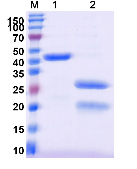 SDS-PAGE for 3C Protease