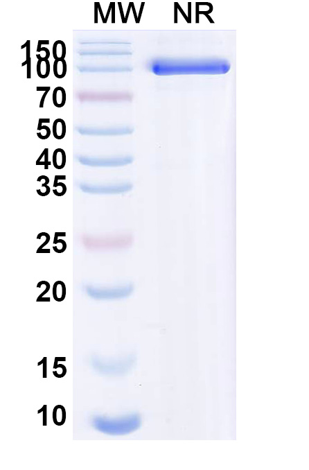 SDS-PAGE for Anti-BC2 Tag (PDRKAAVSHWQQ) Antibody (ABS1380)