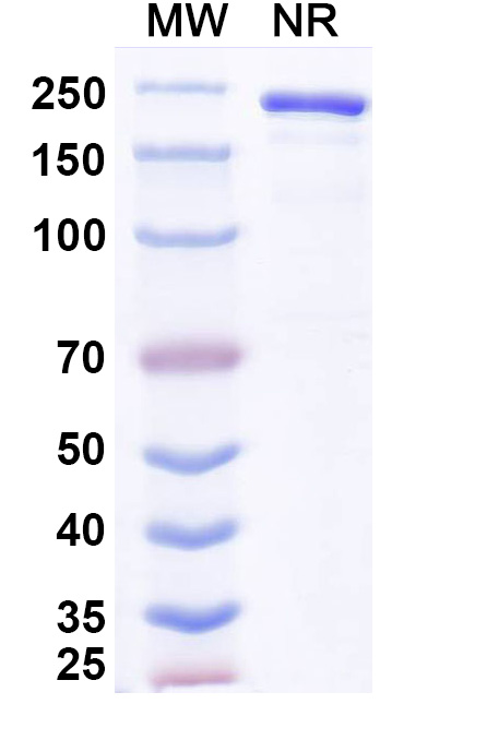 SDS-PAGE for Anvatabart Biosimilar - Anti-HER2 mAb - Research Grade