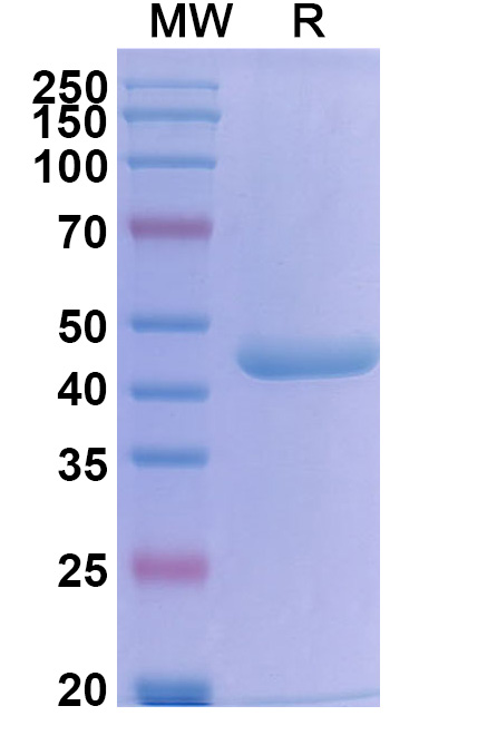 SDS-PAGE for Research Grade Bifikafusp Alfa