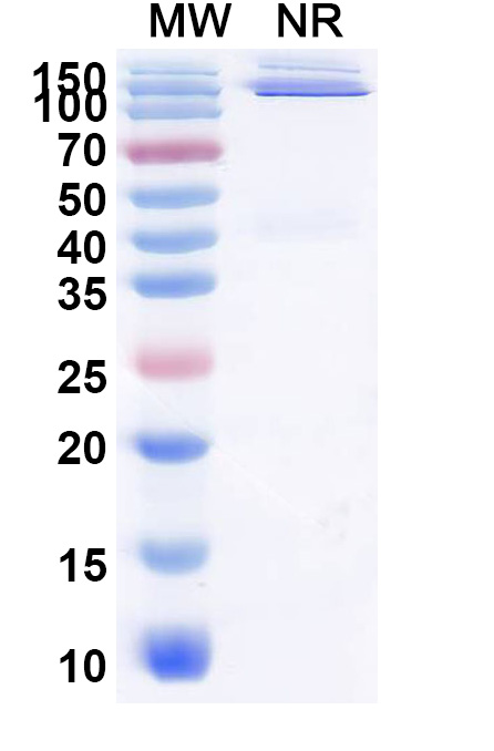 SDS-PAGE for Research Grade Donzakimig