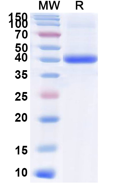 SDS-PAGE for Human BMP2 recombinant protein
