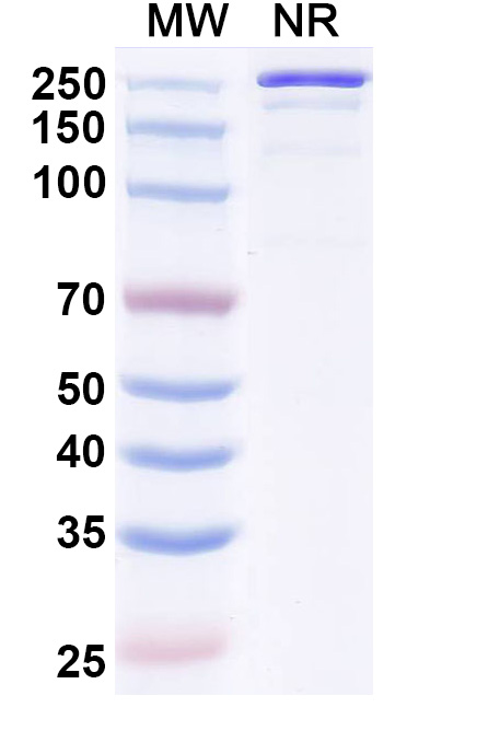 SDS-PAGE for Research Grade Luvagrobart