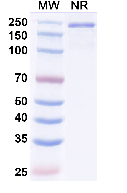 SDS-PAGE for Nisevokitug Biosimilar - Anti-TGFbeta mAb - Research Grade
