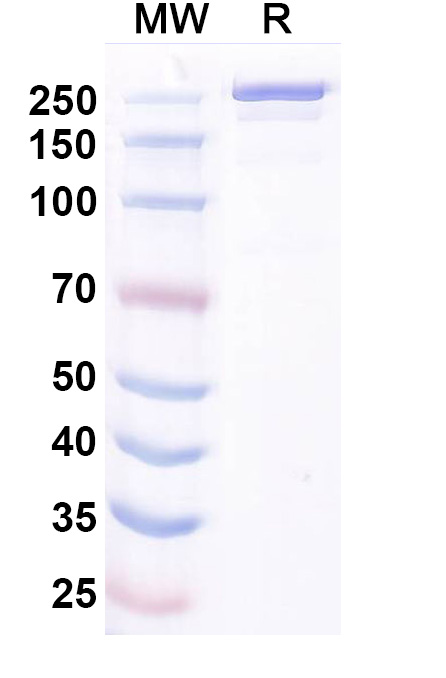 SDS-PAGE for Ocankitug Biosimilar - Research Grade