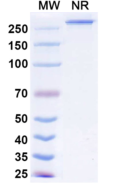 SDS-PAGE for Research Grade Ragistomig