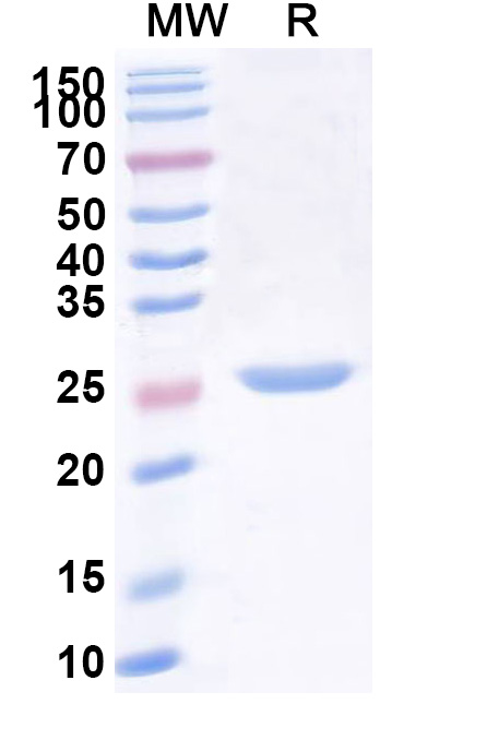 SDS-PAGE for Recombinant Twin-Strep tag Control Protein (C-terminal)