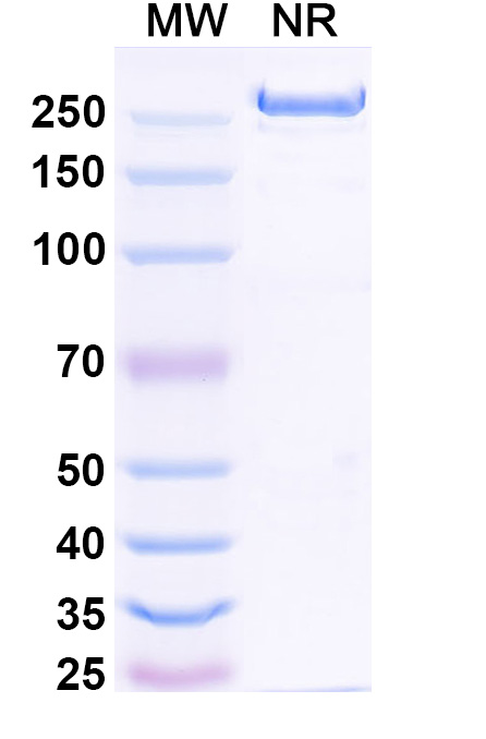 SDS-PAGE for Suptavumab Biosimilar - Anti-F;Fusion glycoprotein F0 mAb - Research Grade