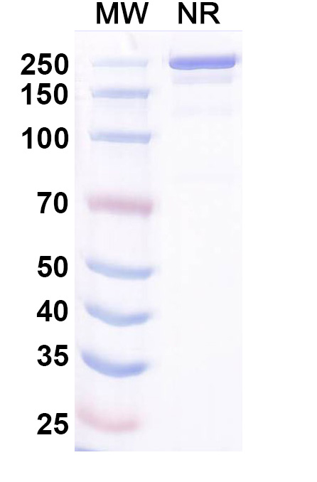 SDS-PAGE for Ocankitug Biosimilar - Research Grade