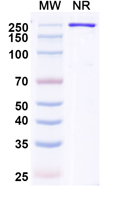SDS-PAGE for Ozureprubart Biosimilar - Research Grade