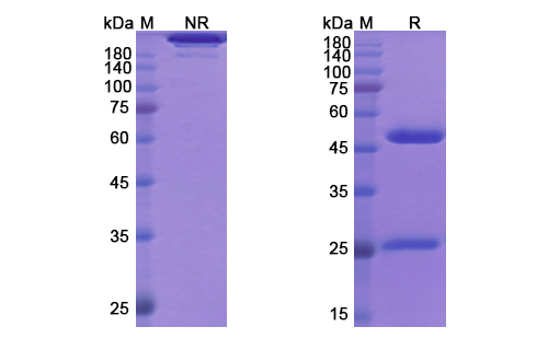 SDS-PAGE for HuMax-IL8 Biosimilar - Anti-IL8;CXCL8 mAb - Research Grade