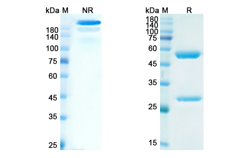 SDS-PAGE for Abituzumab Biosimilar - Anti-ITGAV , CD51 mAb