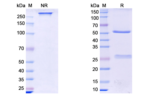 SDS-PAGE for Abx-Ma1 Biosimilar - Anti-CD146 mAb - Research Grade