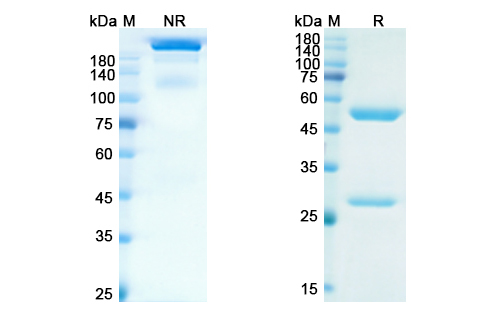 SDS-PAGE for Adalimumab Biosimilar - Anti-TNF alpha mAb